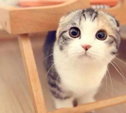 娱乐吃瓜七七折耳猫